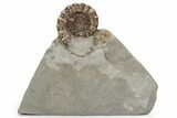 Jurassic Ammonite (Xipheroceras) Fossil - Dorset, England #243492-2